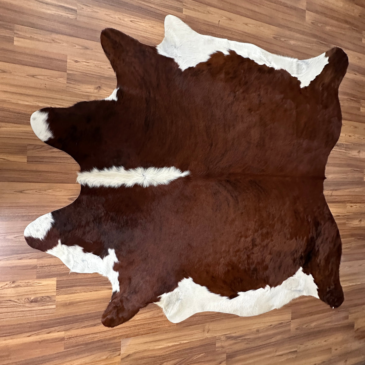 Brown and White cowhide rug, full overhead view — Large irregular dark brown patches with white markings across natural hide