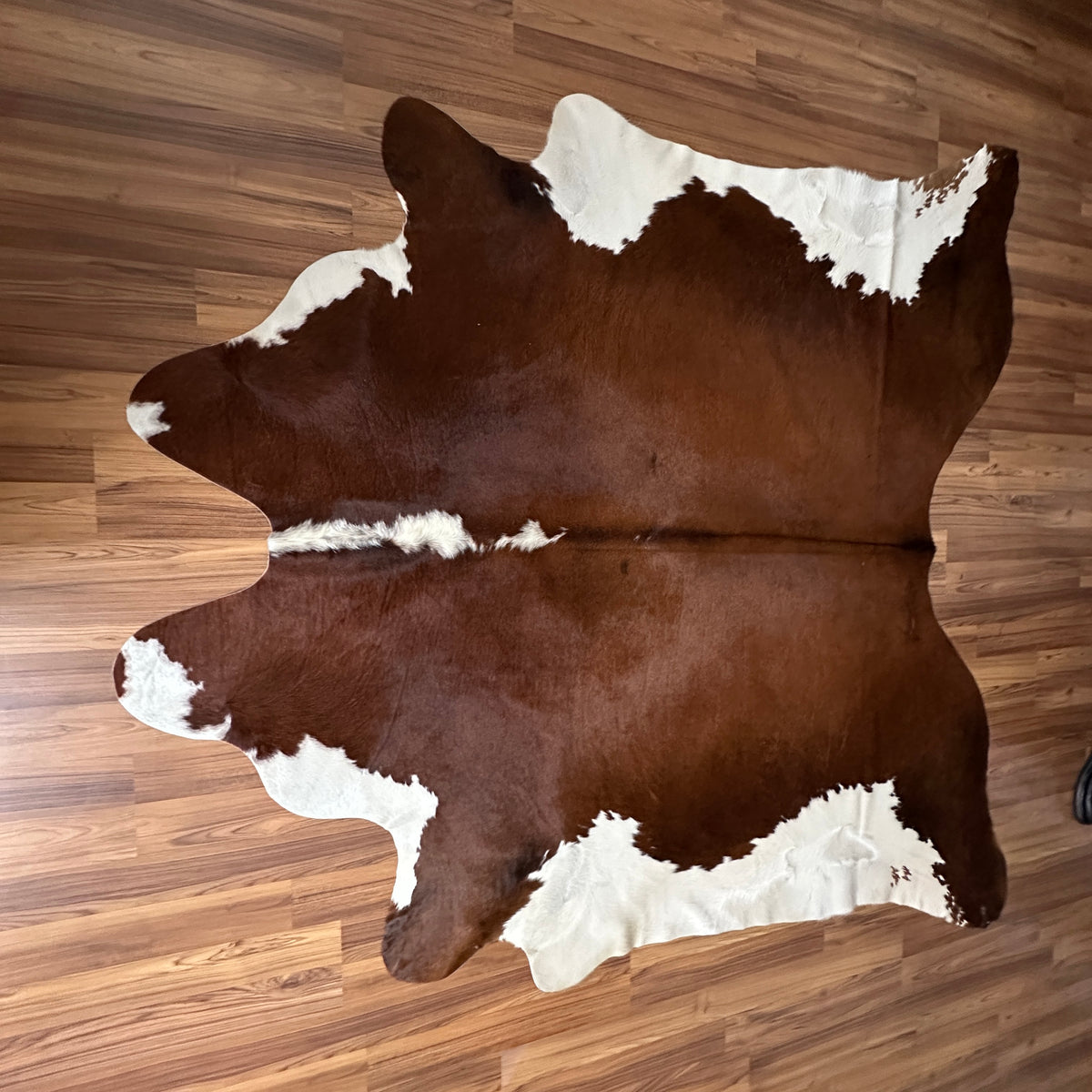 Brown and White cowhide rug, full overhead view — Large irregular chocolate brown patches with white markings over deep brown