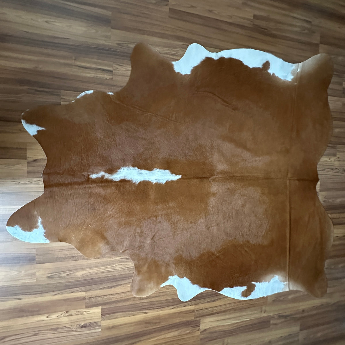 Brown and White cowhide rug, full overhead view — Large irregular chocolate brown patches over cream base with white markings