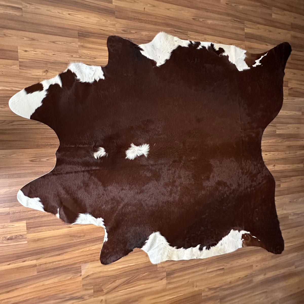 Brown and White cowhide rug, full overhead view — Large irregular dark brown patches with white markings over cream base
