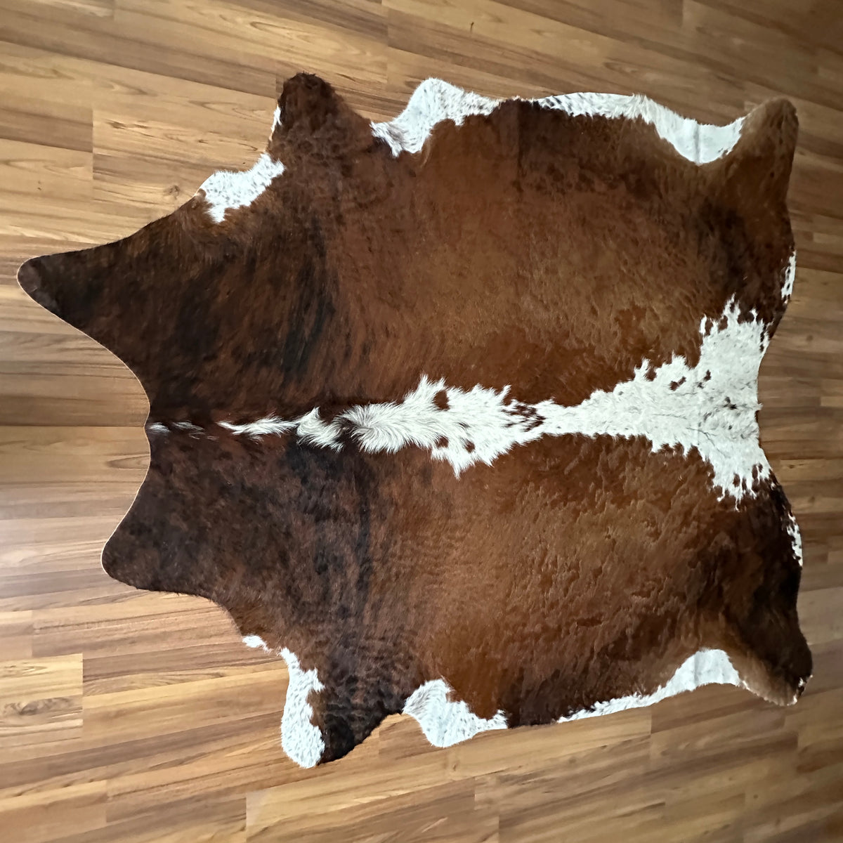 Brown and White cowhide rug, full overhead view — Large irregular chocolate brown patches with cream and white accents over n