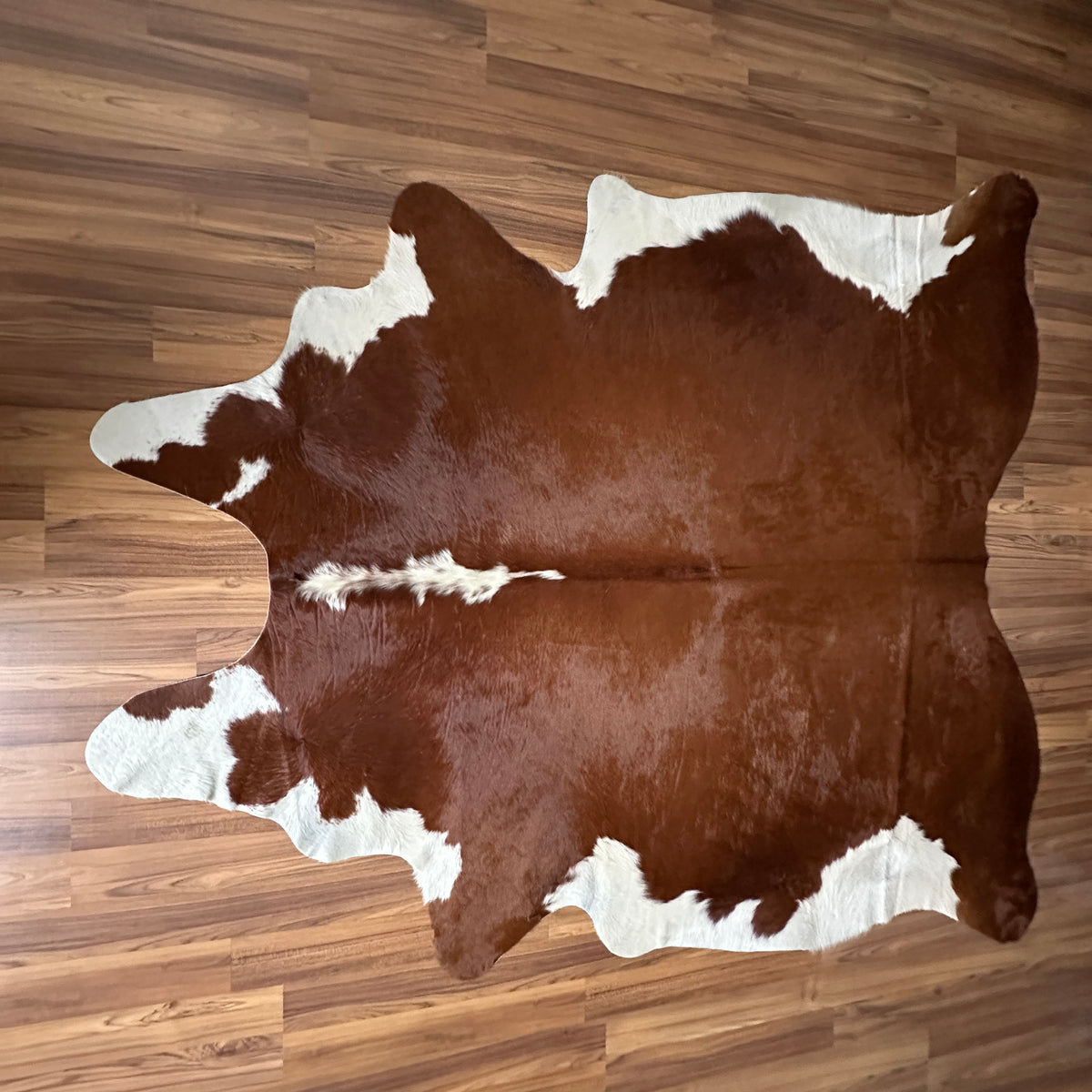 Brown and White cowhide rug, full overhead view — Large irregular chocolate brown patches over cream and white base