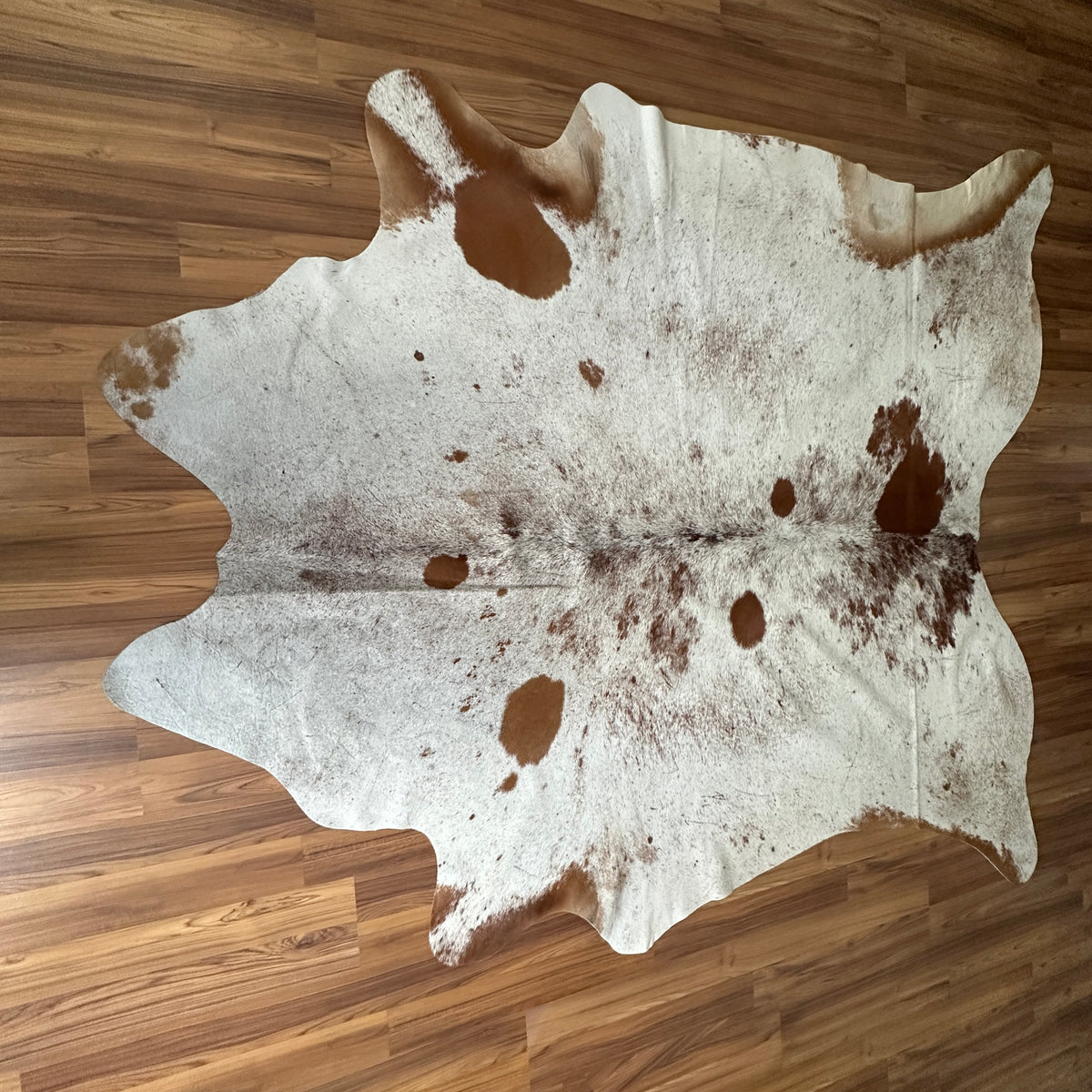 Brown and White cowhide rug, full overhead view — Large and medium irregular chocolate brown patches scattered across cream b