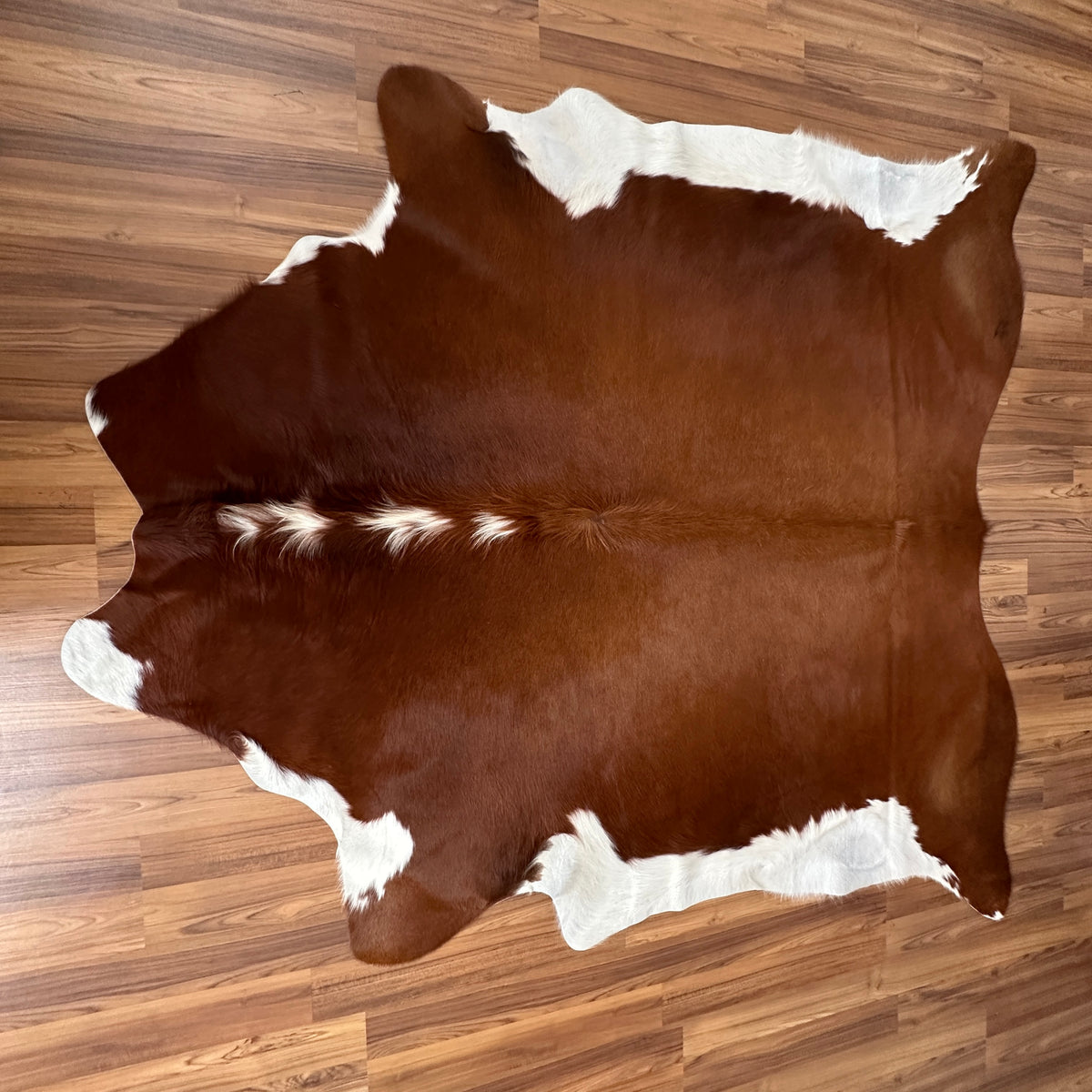 Brown and White cowhide rug, full overhead view — Large irregular chocolate brown patches with white markings across the hide