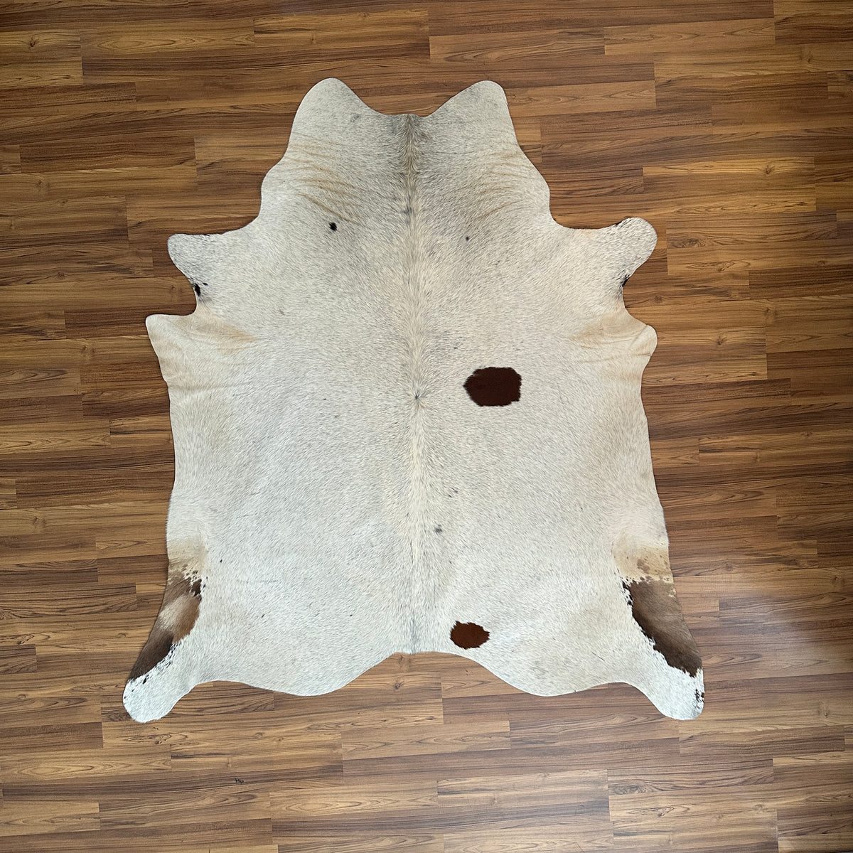 Brown and White cowhide rug, full overhead view — Large irregular chocolate brown patches over cream white base