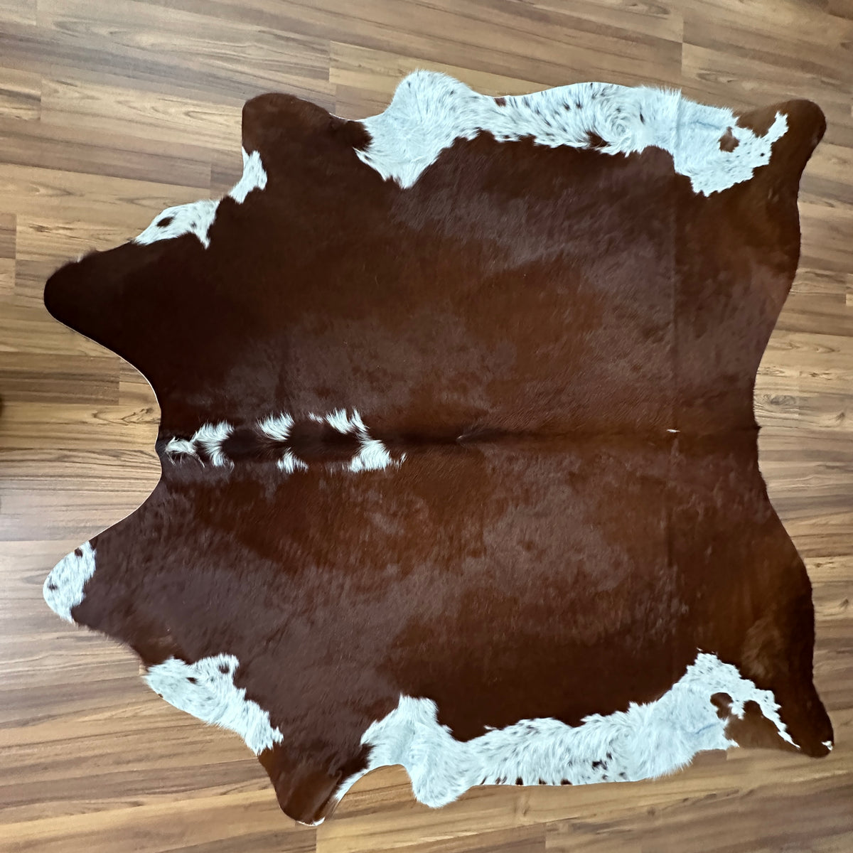 Brown and White cowhide rug, full overhead view — Large irregular white patches on dark chocolate brown base with white accen