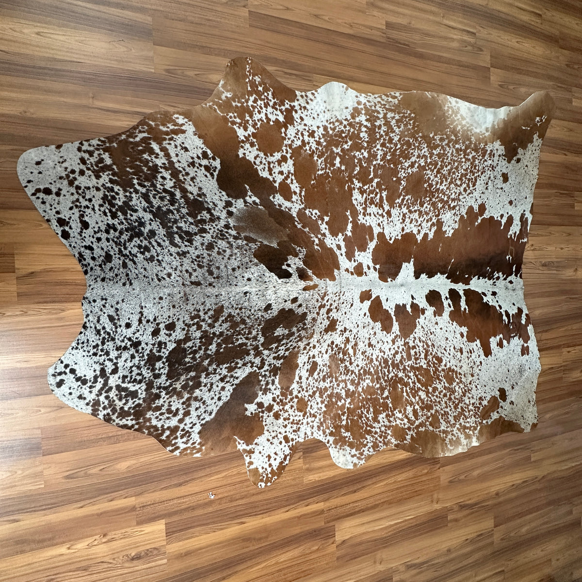 Brown and White cowhide rug, full overhead view — Large irregular chocolate brown patches over cream and white base
