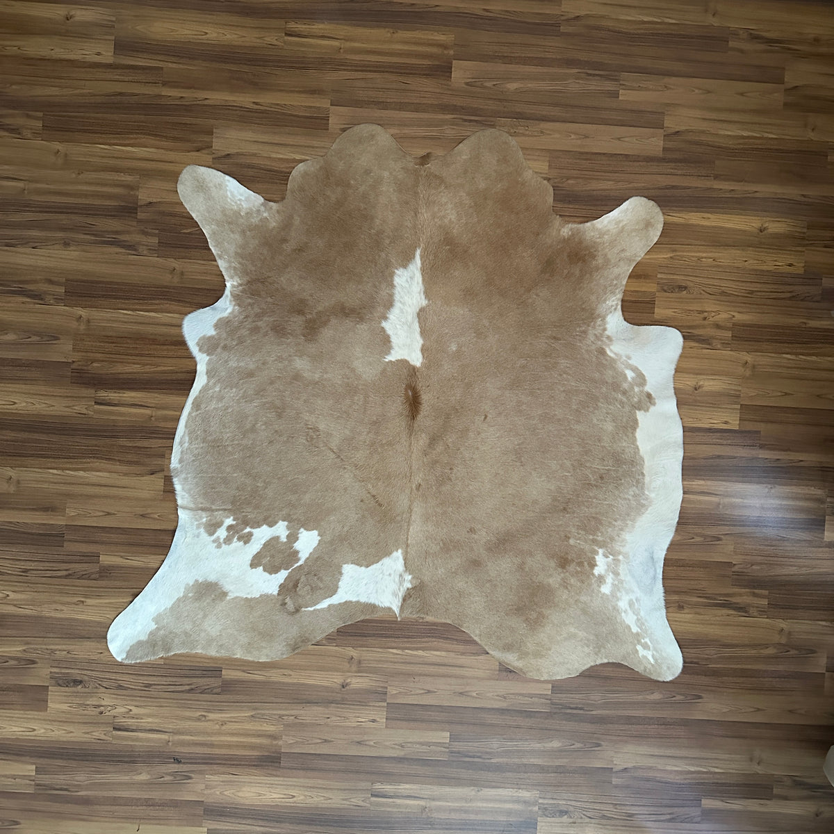 Brown and White cowhide rug, full overhead view — Large irregular tan and white patches over natural hide base
