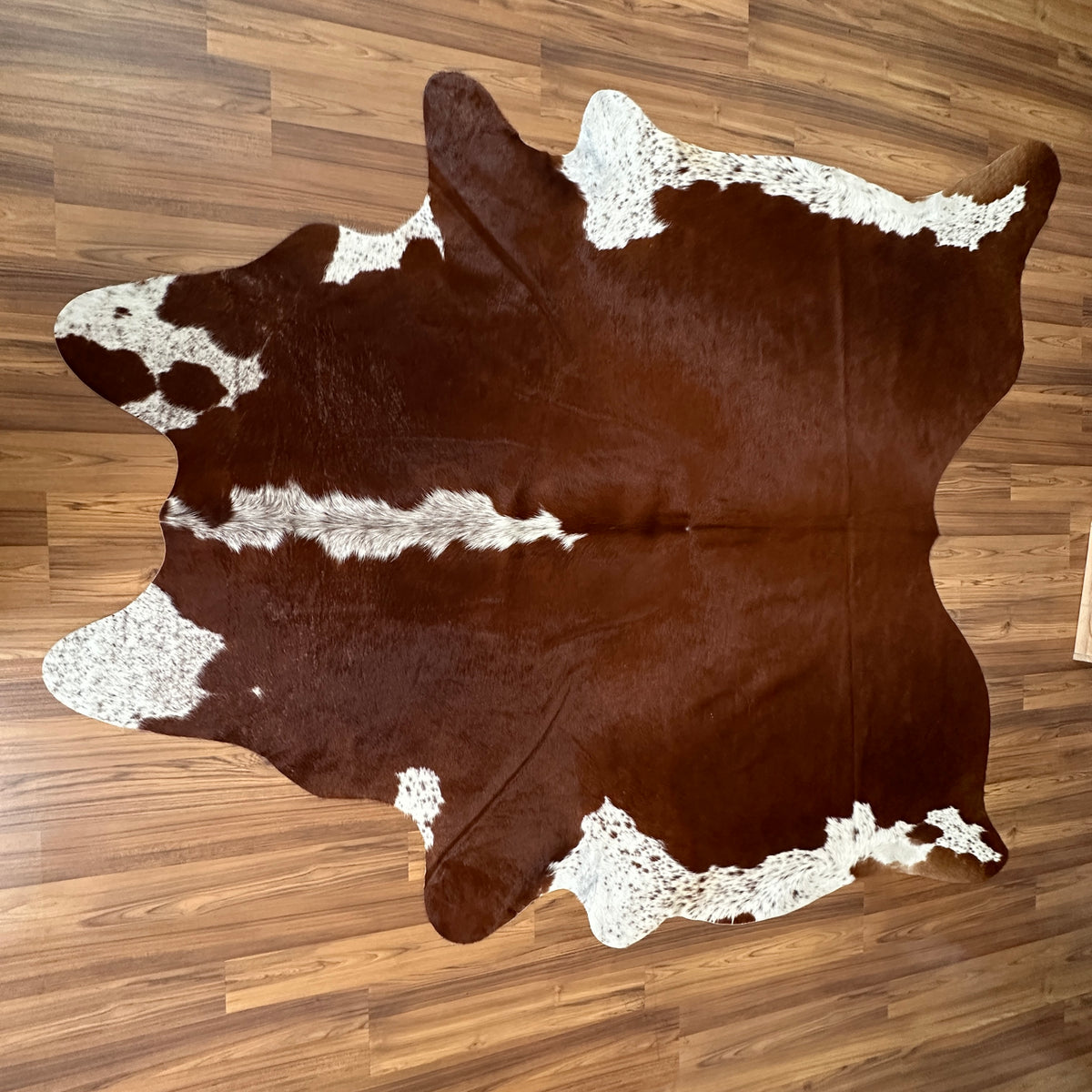 Brown and White cowhide rug, full overhead view — Large irregular chocolate brown patches with cream and white speckled accen