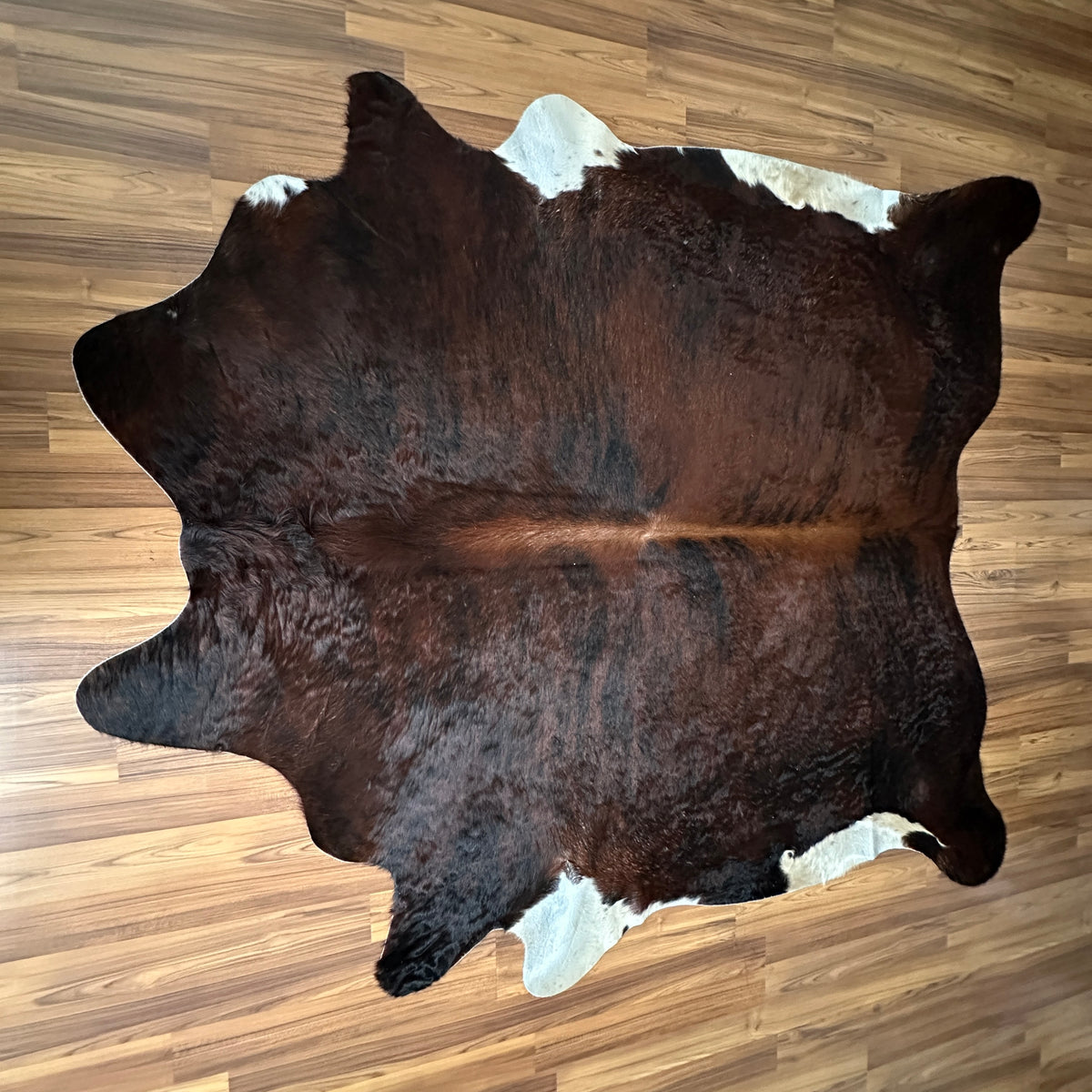 Black and White cowhide rug, full overhead view — Large irregular dark brown patches with white markings on shoulders and hin