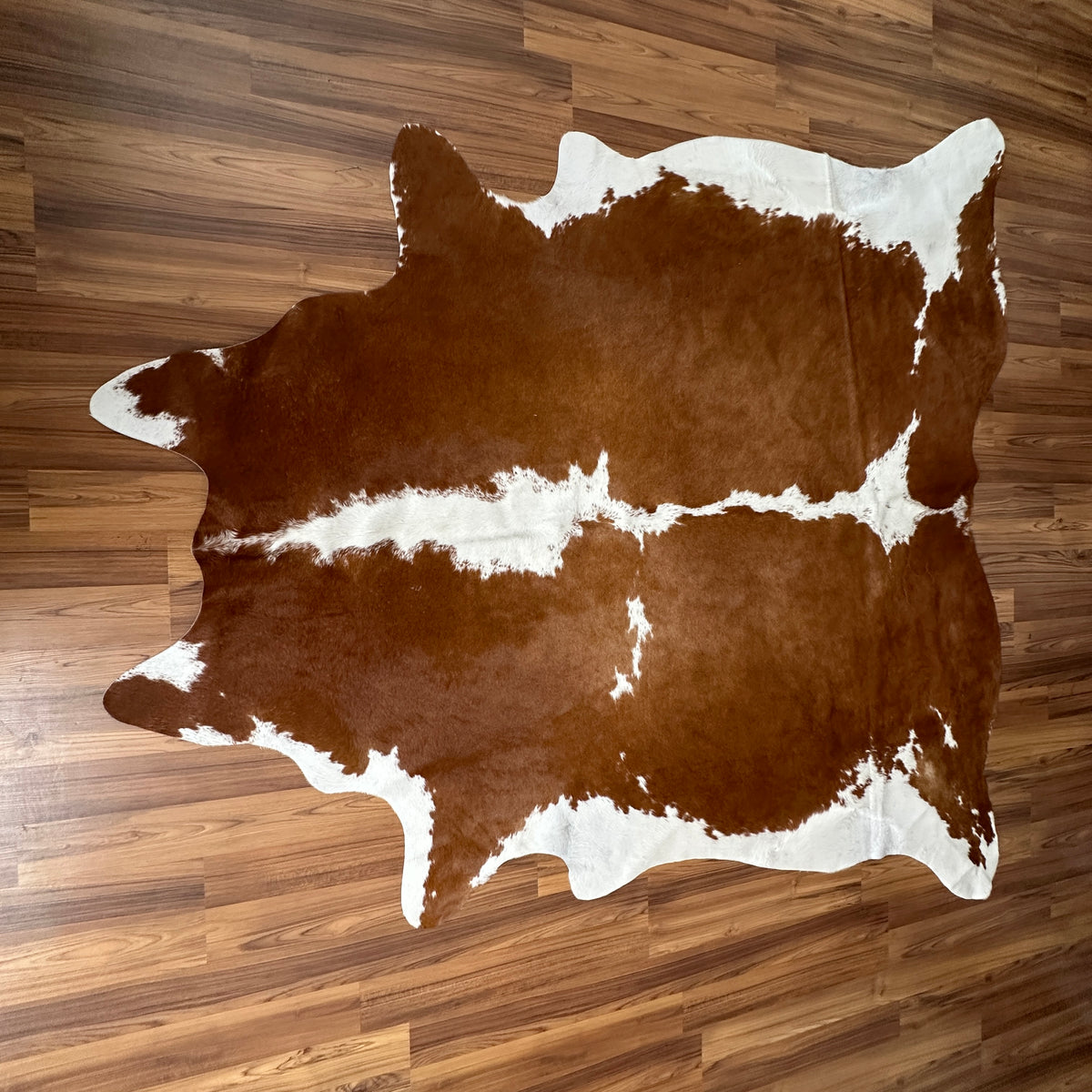 Brown and White cowhide rug, full overhead view — Large irregular chocolate brown patches with white undersides and belly mar