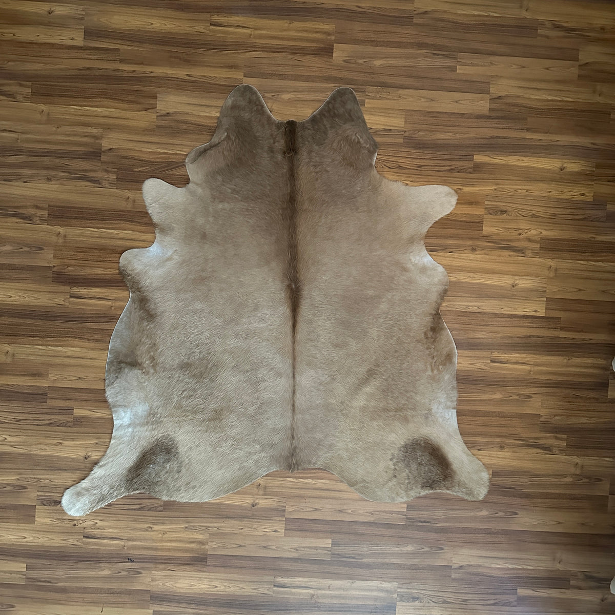 Brown and White cowhide rug, full overhead view — Large irregular chocolate brown patches over cream and white base