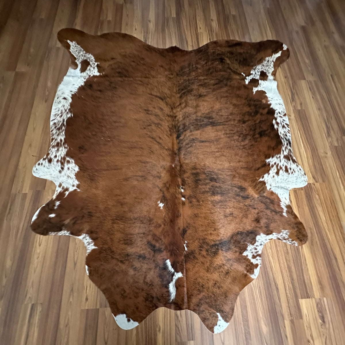 Brown and White cowhide rug, full overhead view — Large irregular chocolate brown patches with white markings on cream base