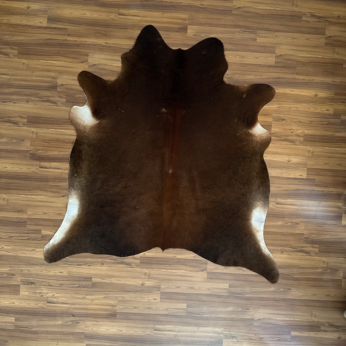 Brown and White cowhide rug, full overhead view — Large irregular dark brown patches over cream and white base with natural h