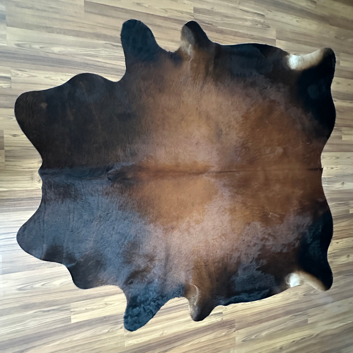 Brown and White cowhide rug, full overhead view — Large irregular dark brown patches over light tan and cream base with natur