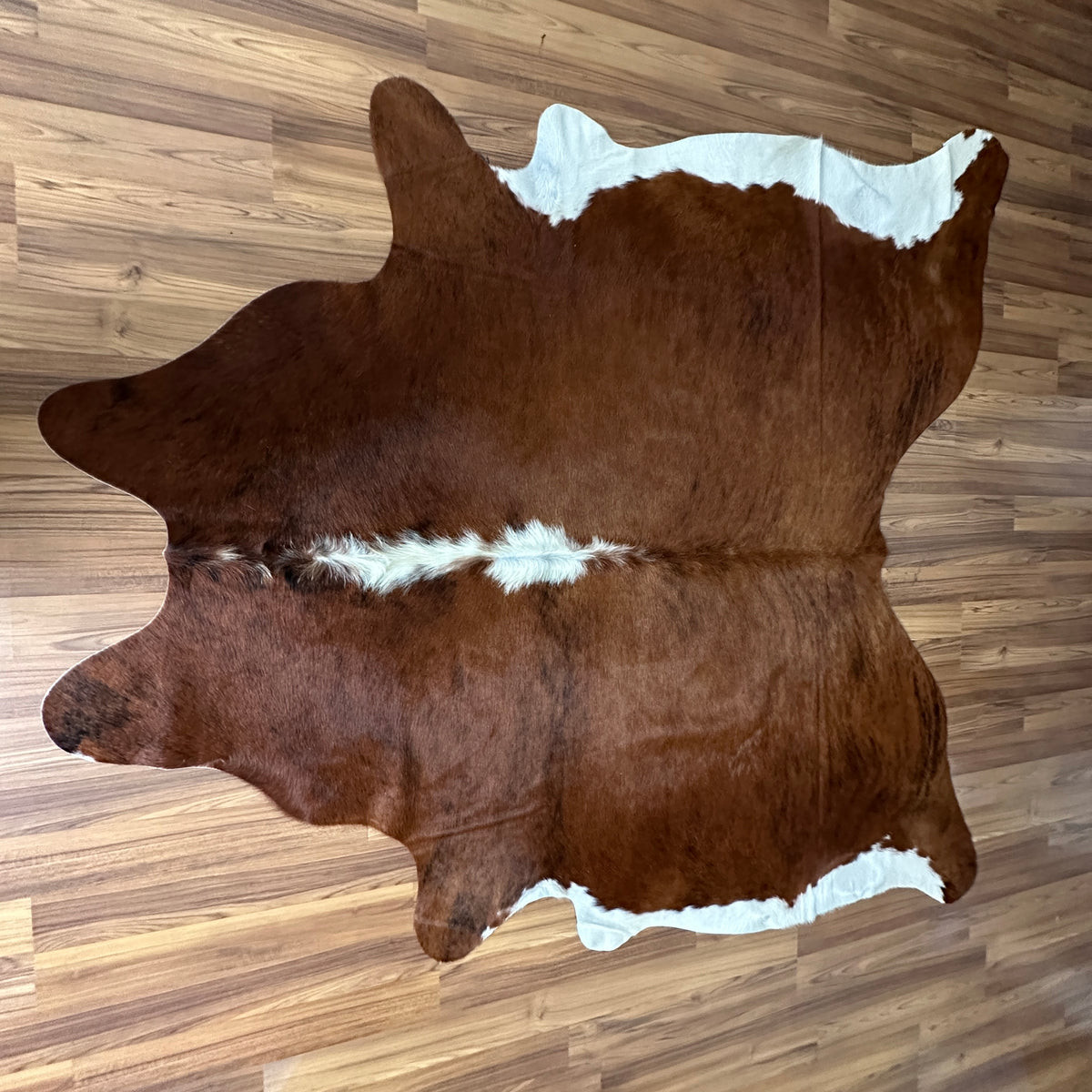 Brown and White cowhide rug, full overhead view — Large irregular chocolate brown patches with white markings along edges and