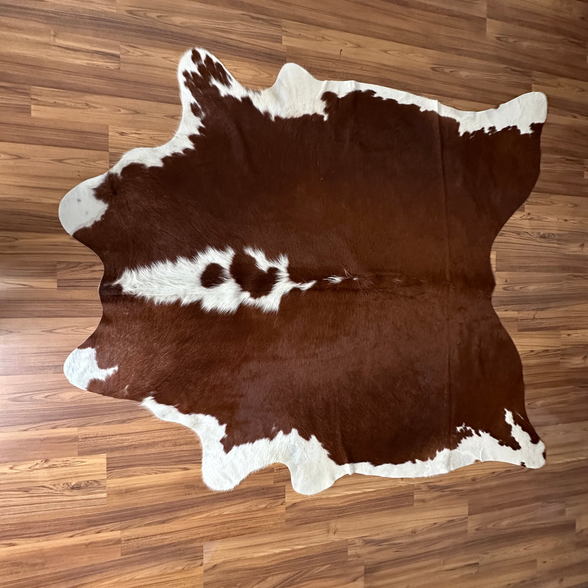 Brown and White cowhide rug, full overhead view — Large irregular dark brown patches with white markings and cream base