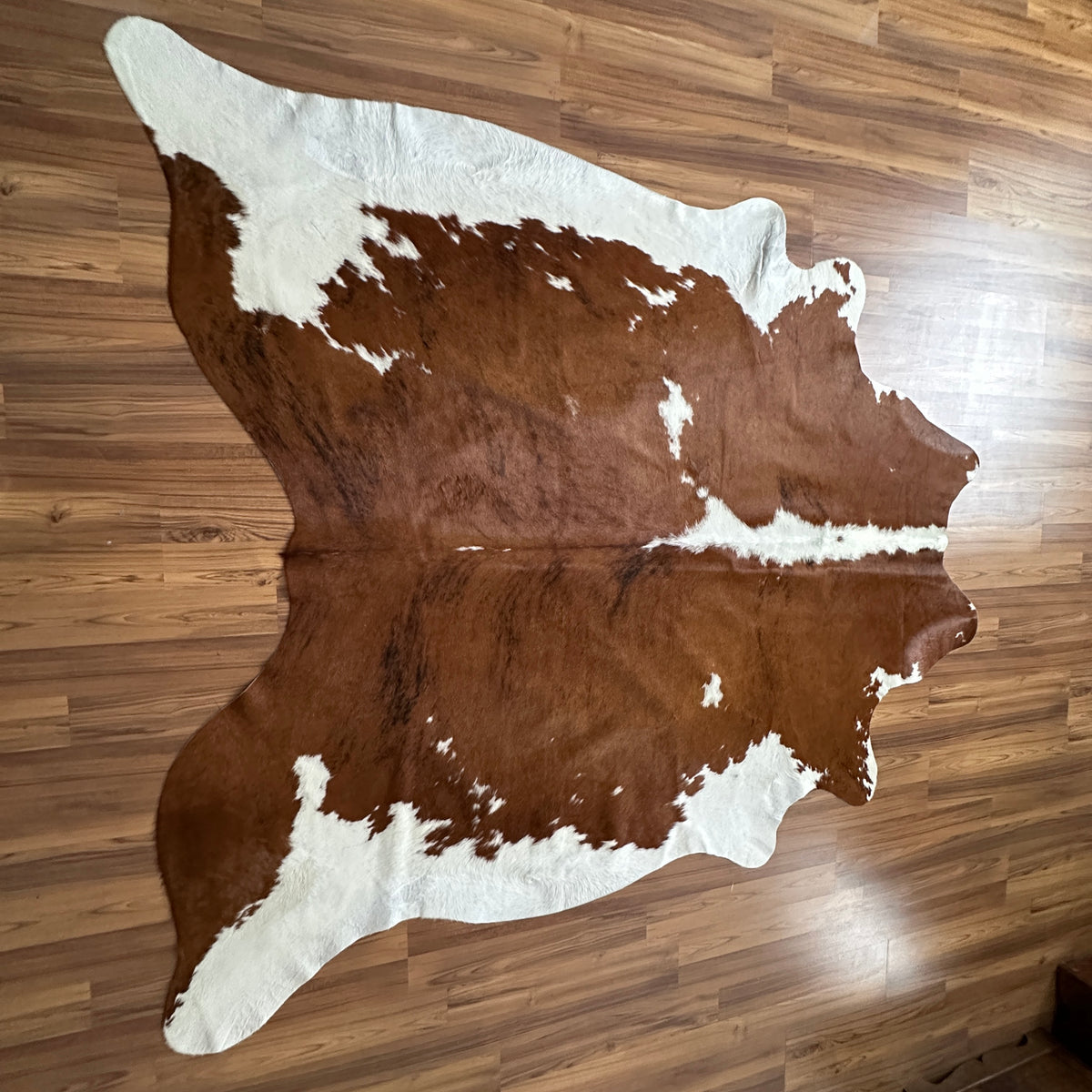 Brown and White cowhide rug, full overhead view — Large irregular chocolate brown patches over creamy white base with natural