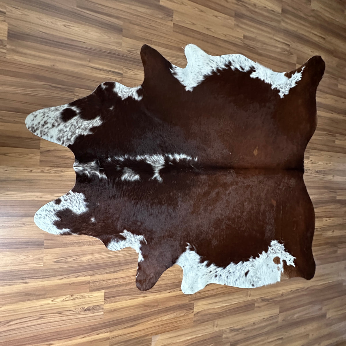 Brown and White cowhide rug, full overhead view — Large irregular dark brown patches with white markings over a chocolate bro