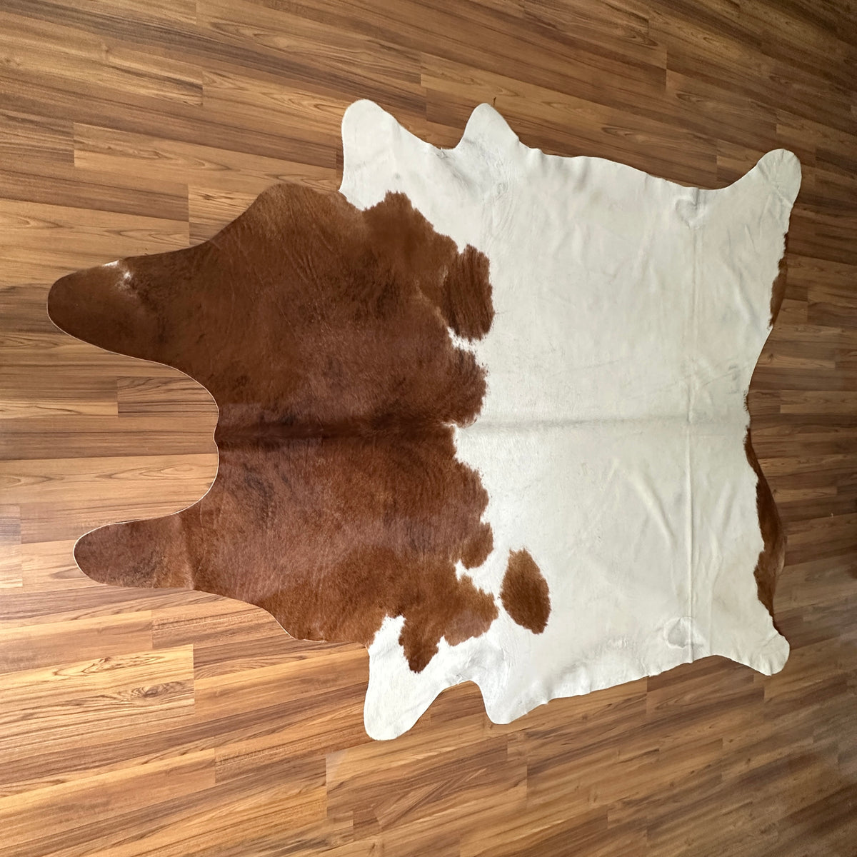 Brown and White cowhide rug, full overhead view — Large irregular chocolate brown patches over cream-white base