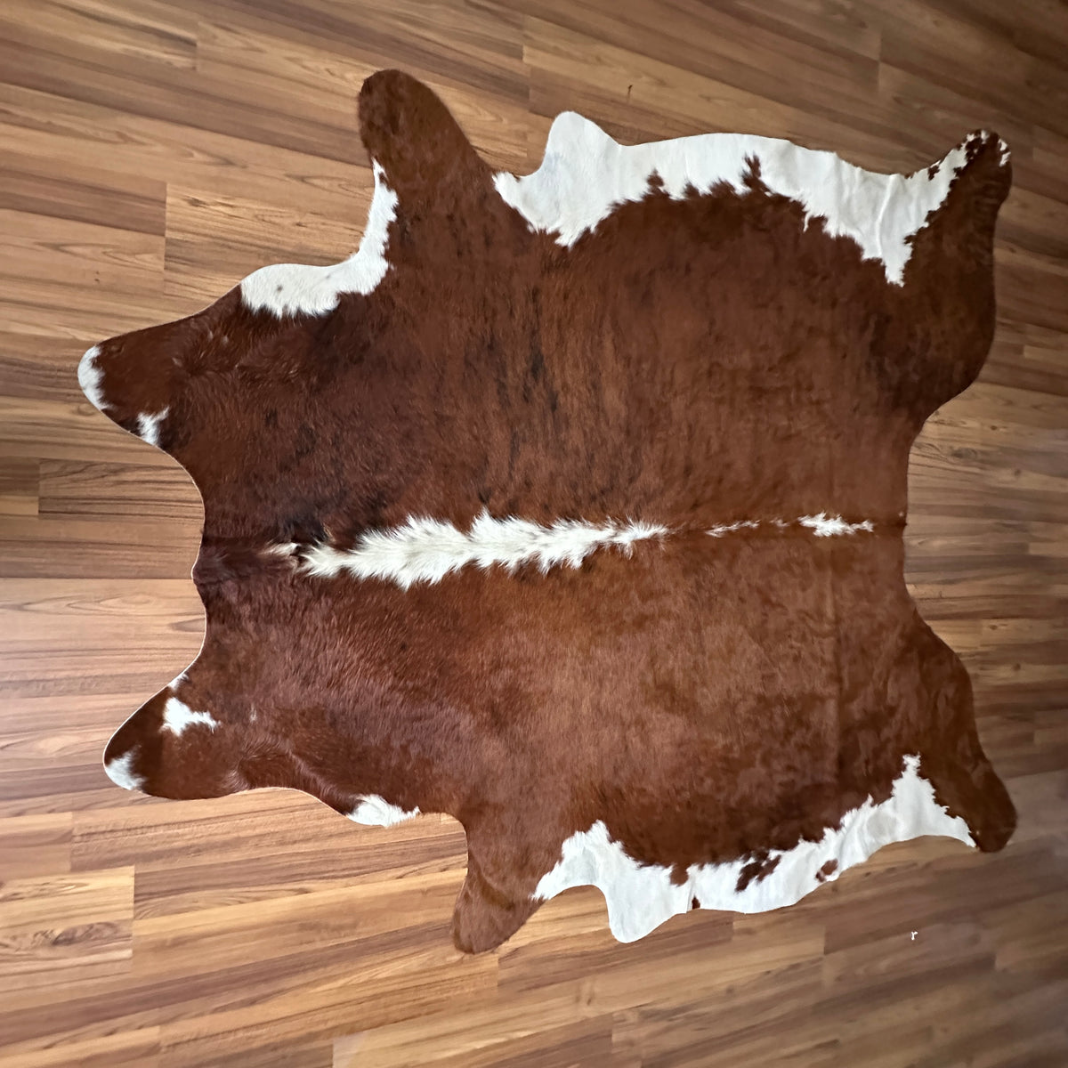 Brown and White cowhide rug, full overhead view — Large irregular chocolate brown patches with cream and white markings over 