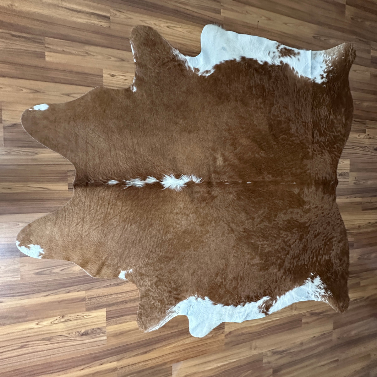 Brown and White cowhide rug, full overhead view — Large irregular brown patches with white markings and a white stripe band a