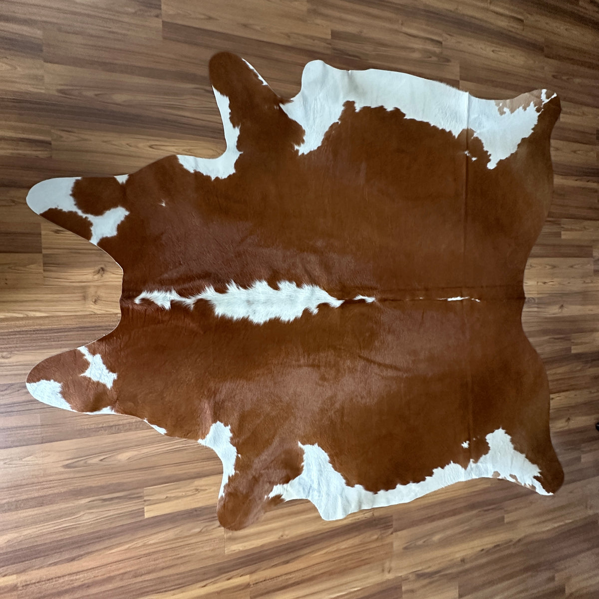Brown and White cowhide rug, full overhead view — Large irregular chocolate brown patches with cream and white accents on nat