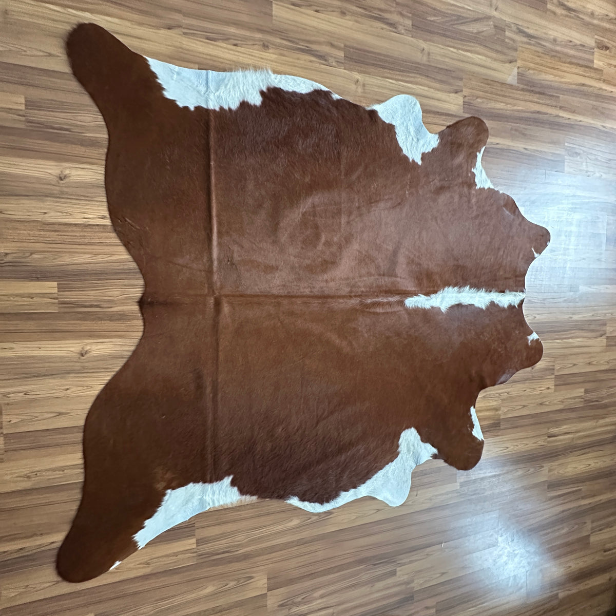 Brown and White cowhide rug, full overhead view — Large irregular chocolate brown patches over cream and white base