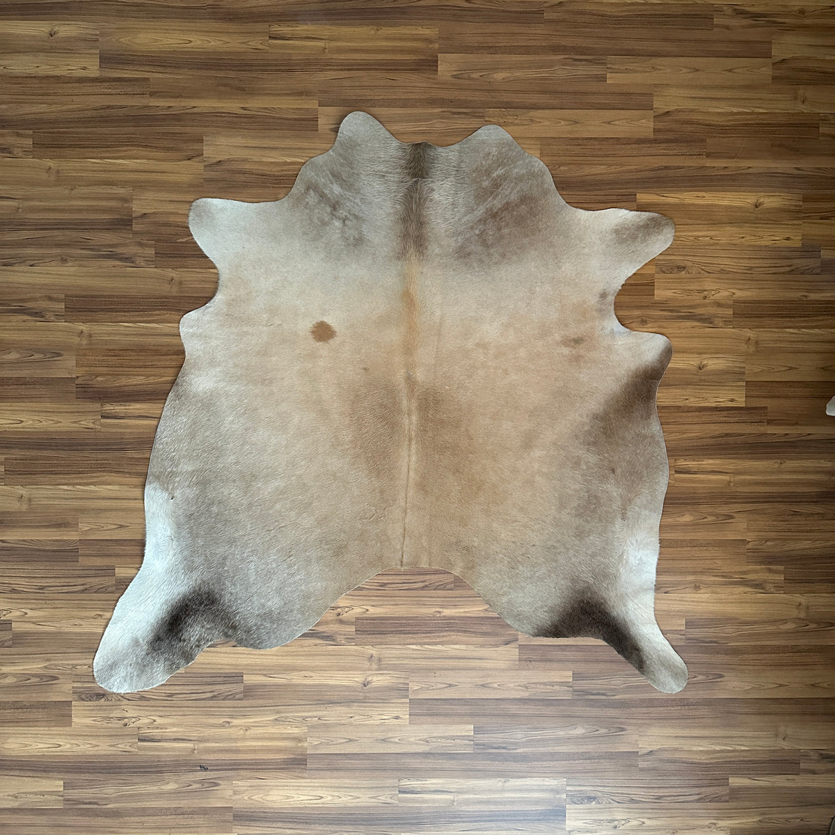 Brown and White cowhide rug, full overhead view — Large irregular brown patches over cream and white base with natural hide m