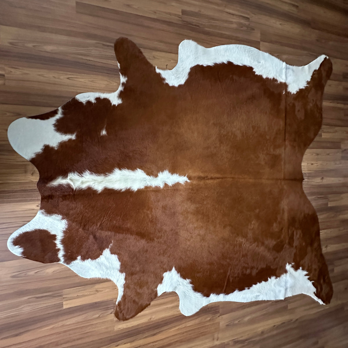 Brown and White cowhide rug, full overhead view — Large irregular chocolate brown patches with cream white markings and natur