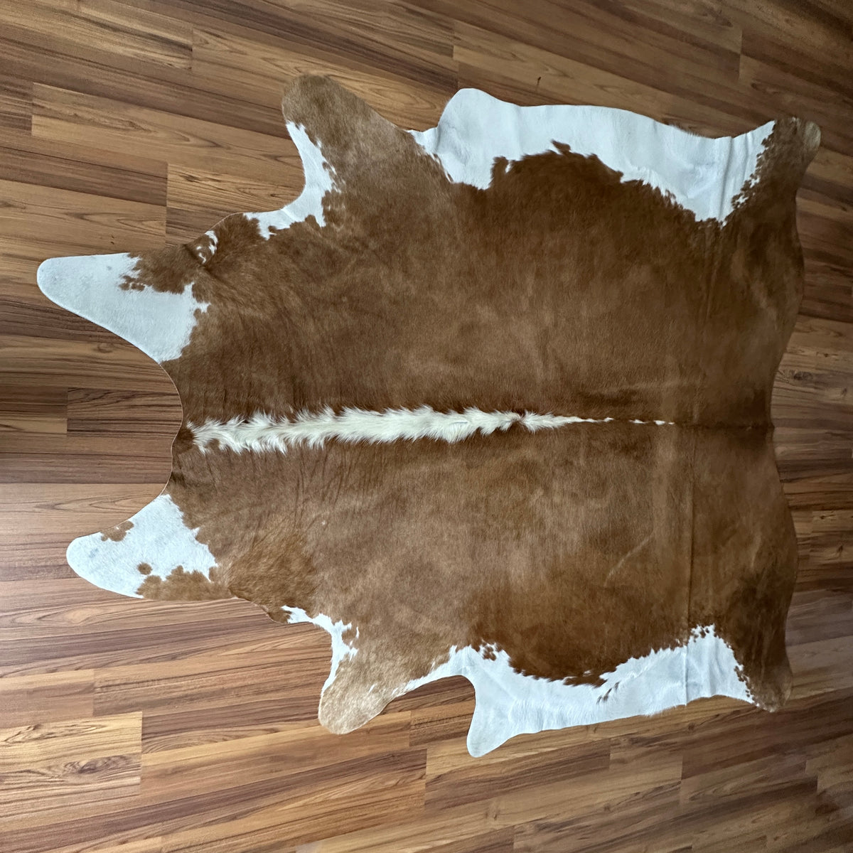 Brown and White cowhide rug, full overhead view — Large irregular chocolate brown patches with cream and white base