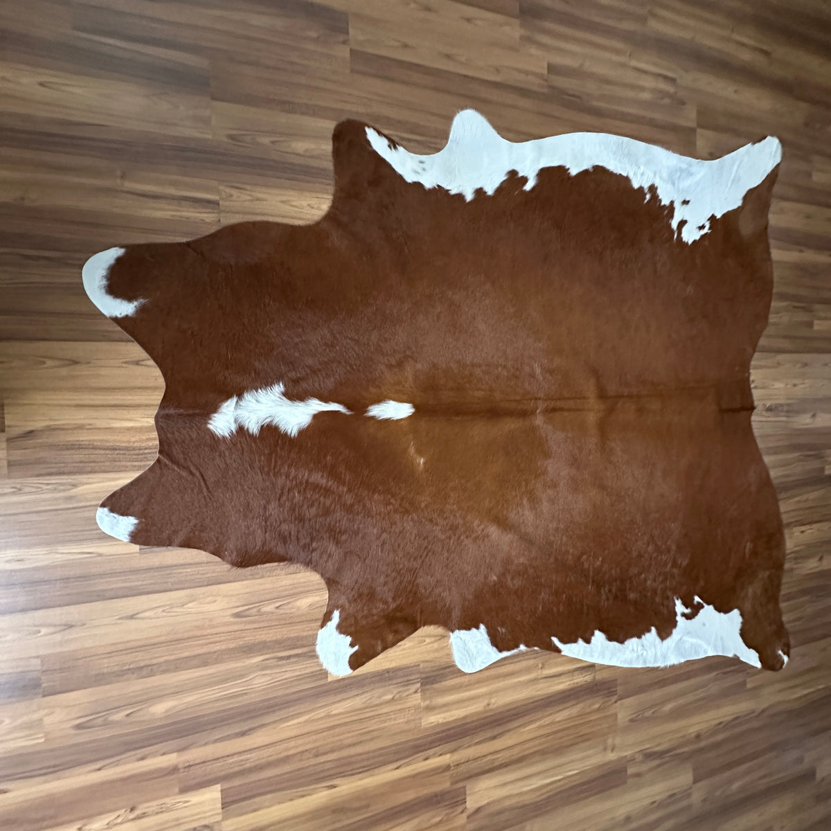 Brown and White cowhide rug, full overhead view — Large irregular chocolate brown patches with white markings across face, ba