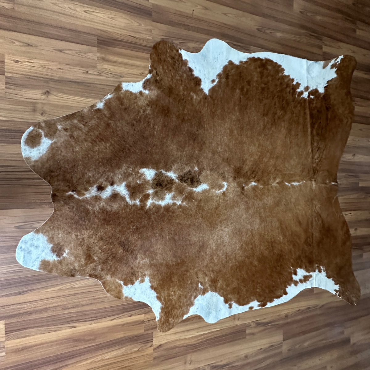Brown and White cowhide rug, full overhead view — Large irregular chocolate brown patches over cream and white base