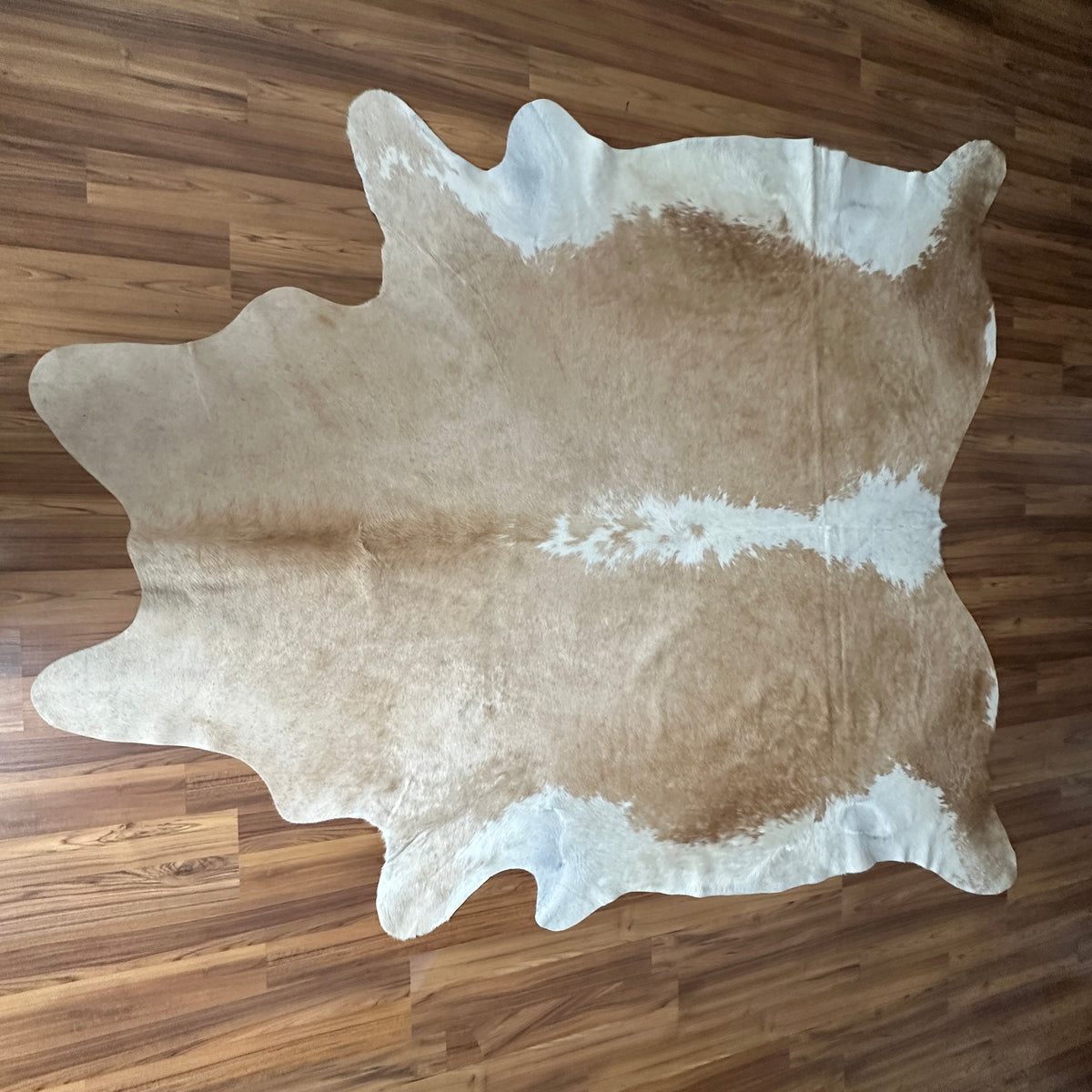 Brown and White cowhide rug, full overhead view — Large irregular tan and brown patches with white accents and belly stripe