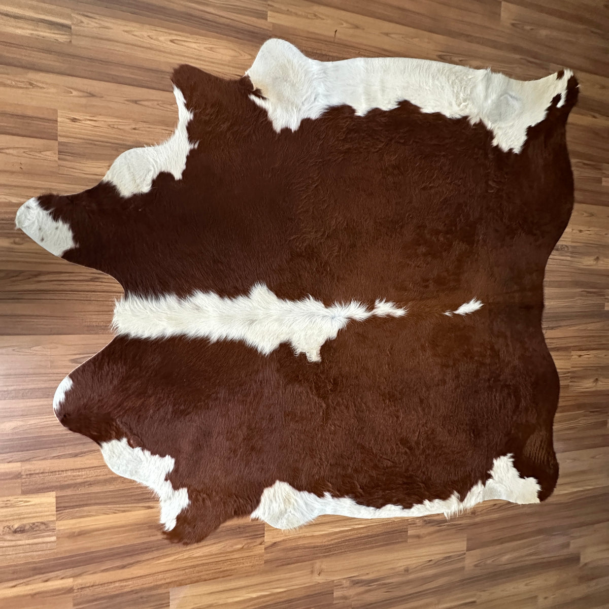 Brown and White cowhide rug, full overhead view — Large irregular chocolate-brown patches with cream and white accents across