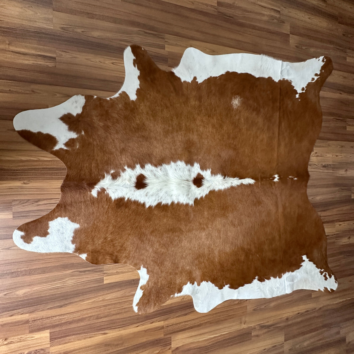 Brown and White cowhide rug, full overhead view — Large irregular chocolate brown patches over white base with central white 