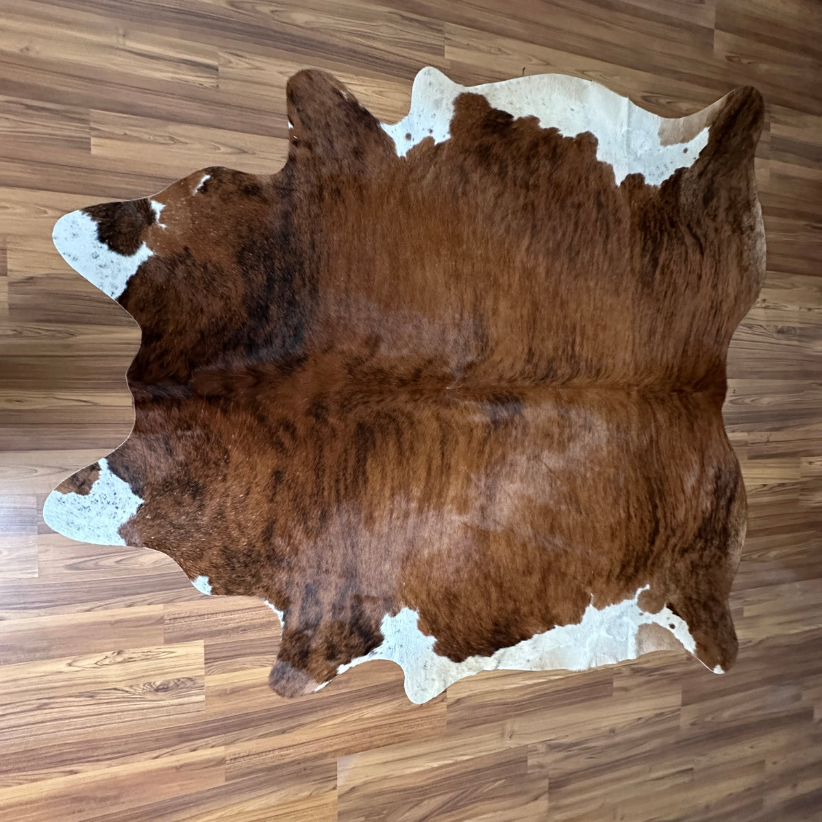 Brown and White cowhide rug, full overhead view — Large irregular chocolate brown patches over white base with natural hide c