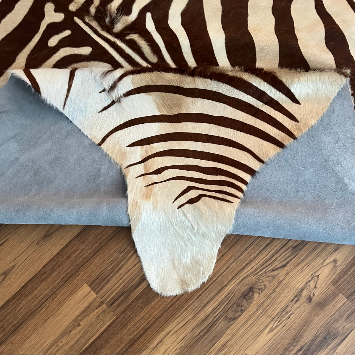 Close-up texture of Brown and White zebra print cowhide rug — Bold radiating zebra stripes in dark brown and cream, flowing s